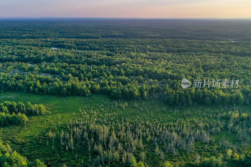 黄昏时的Muskoka Torrance Barrens Dark-Sky保护区，Gravenhurst，加拿大